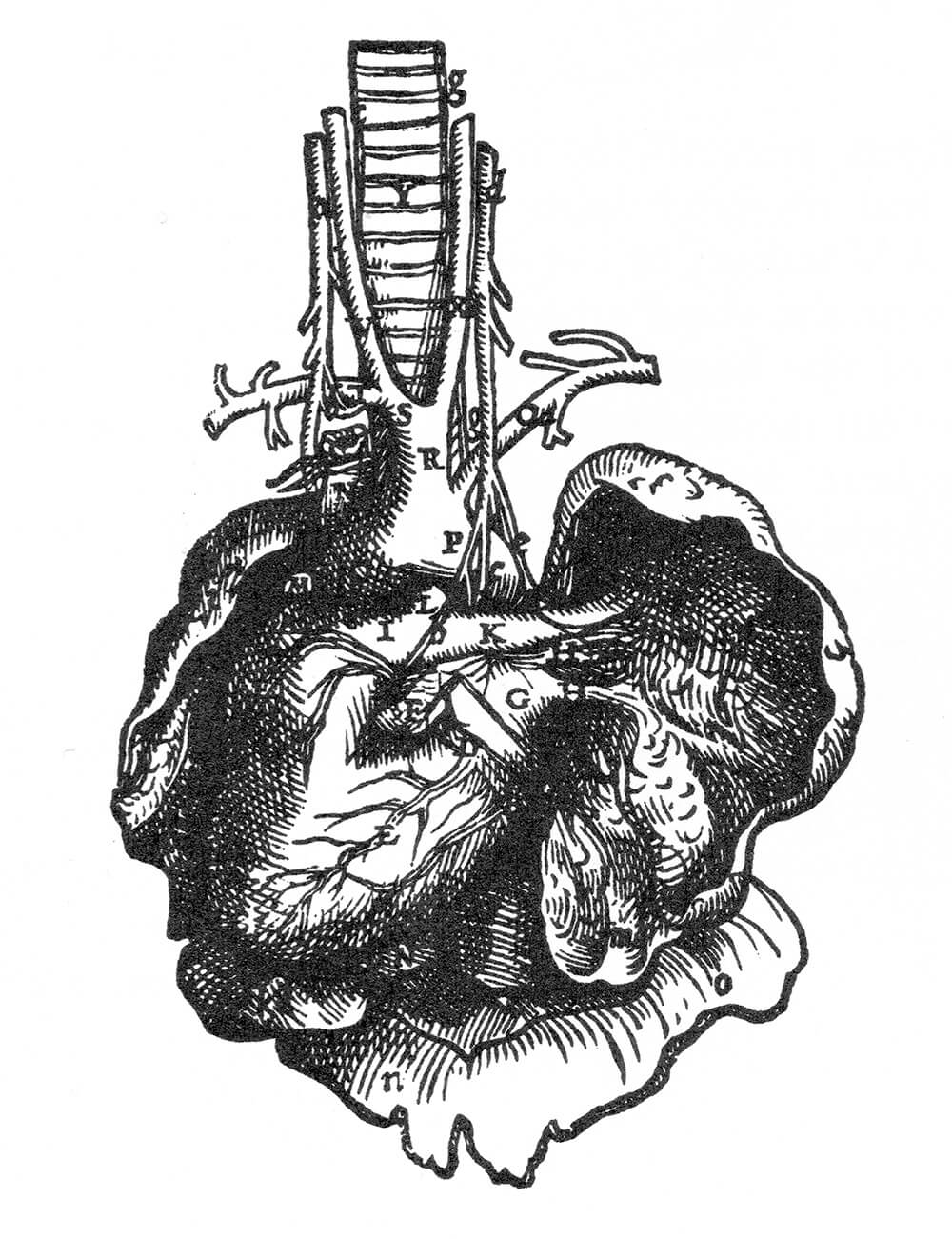 Heart by Andreas Vesalius 16thC Europe